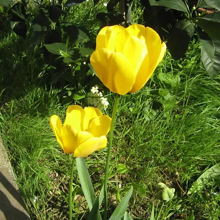 住宿加早餐酒店 L'olivo 3*