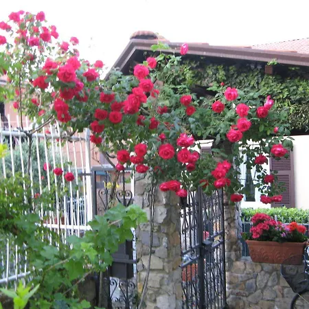 L'olivo 3* 斯培西亚