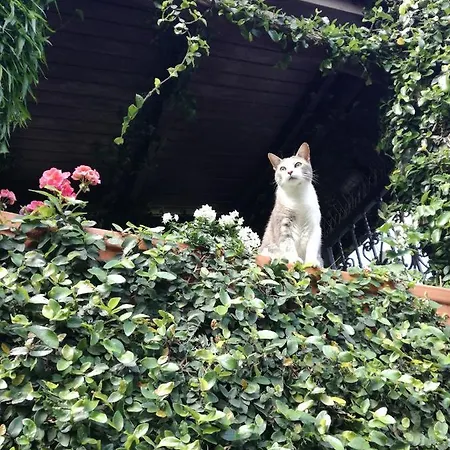 L'olivo 斯培西亚