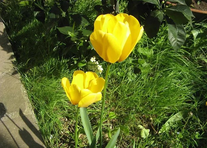 Bed & Breakfast L'olivo 3*